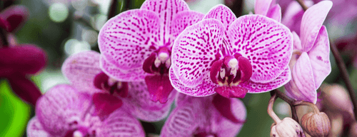 Barefoot Orchids: Its community stays over 30' per live session