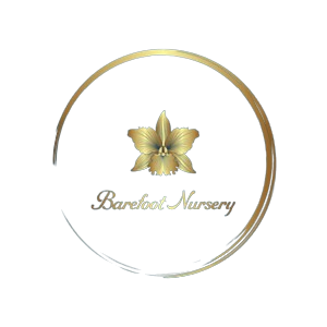 Barefoot Nursery
